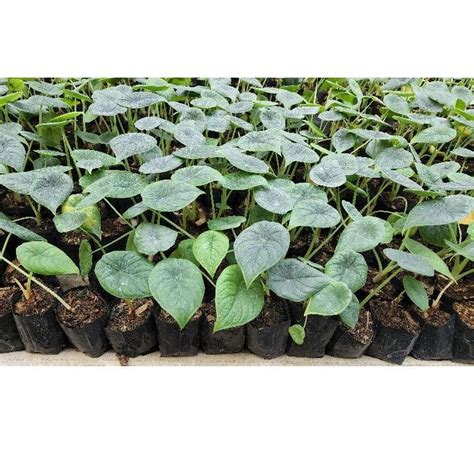 Jual Penjualan Terbanyak Tanaman Hias Alokasia Alocasia Melo Badak