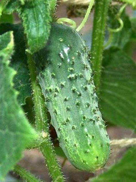 50 Organic Boston Pickling Cucumber Seeds