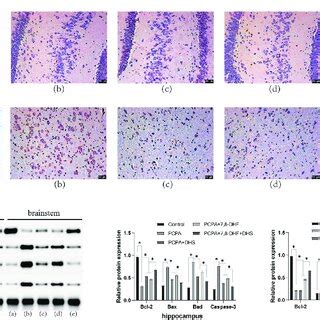 Dhs Stimulation Inhibits Neuronal Apoptosis In Rat Hippocampus And