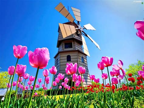 Meadow Tulips Windmill Pink Flowers Wallpapers 1600x1200