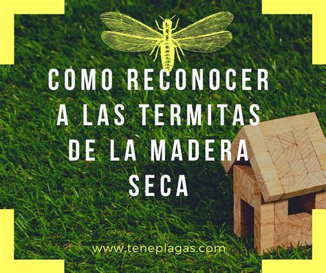 Como Reconocer A Las Termitas De La Madera Seca Termitas Como