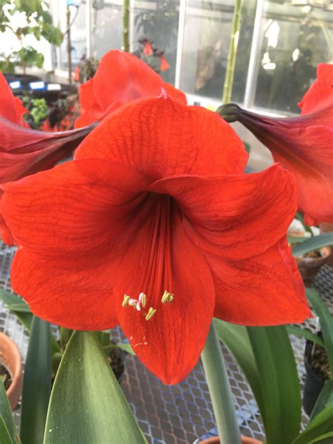 Hippeastrum sp. | Bessey Greenhouse (Richard W. Pohl Conservatory)