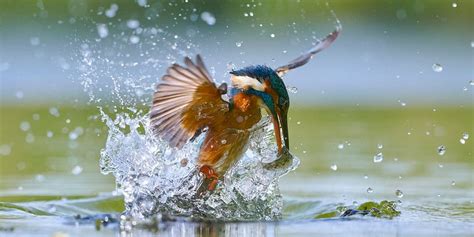 Ijsvogel Ijsvogel Komt Uit Het Water Met Een Zojuist Gevangen Vis Van