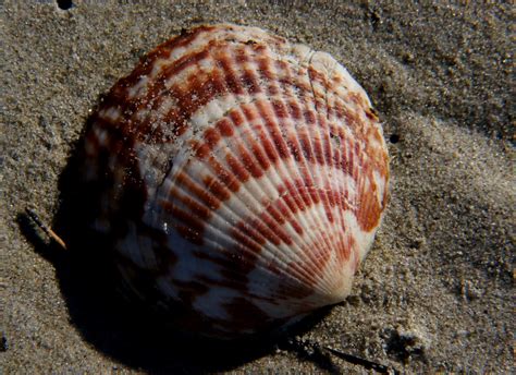 Free Images Beach Food Seafood Fauna Invertebrate Seashell Clam