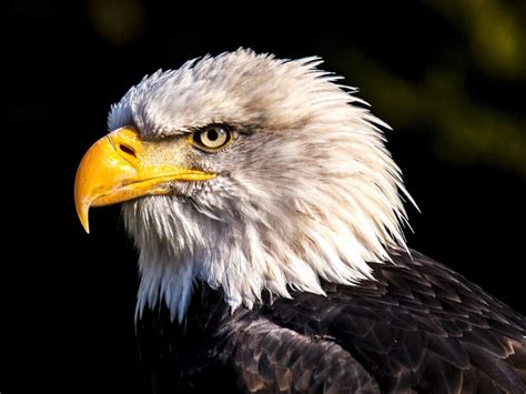 6 Wonderful Attributes of Eagle Animal Totem - Sentient Muse 6 Wonderful Attributes of Eagle ...