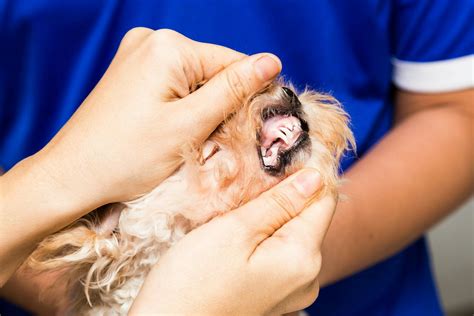 Cyst On The Gums In Dogs Symptoms Causes Diagnosis Treatment