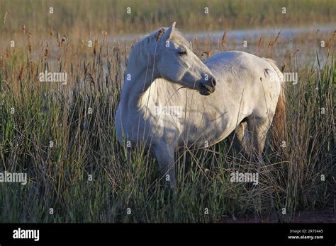 Camargue Horse Standing In Swamp Saintes Marie De La Mer In The South