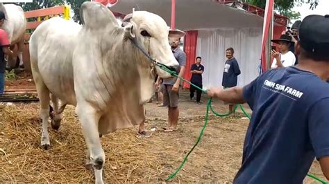 Moment Mas Hermawan Setia Farm Datang Ke Kontes Sapi Appsi Kabupaten