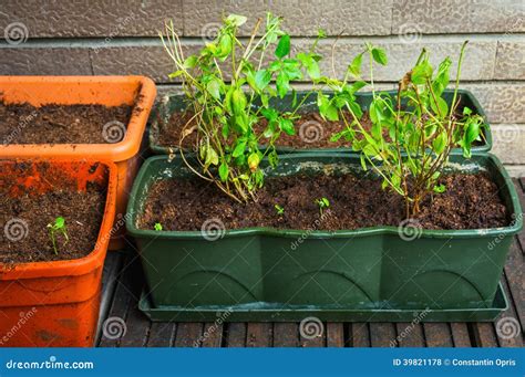 Aromatische Kruiden In Bloempotten Stock Foto Image Of Gras Aanplant