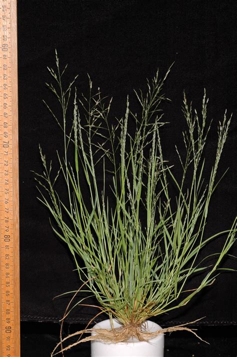 Eragrostis Pectinacea Poaceae Image At Phytoimages Siu Edu