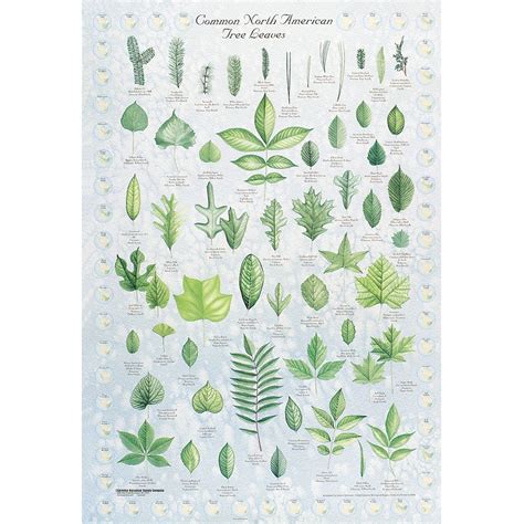 Leaf Identification Chart | Carolina.com