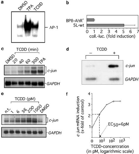 A Tcdd Increases Dna Binding Activity Of Ap In L Cells