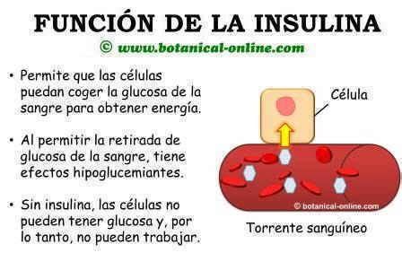 Funcion De La Insulina Diabetes Health