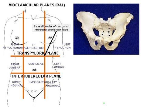 Abdomen I Anterolateral Abdominal Wall Abdomen Boundaries Superiorly