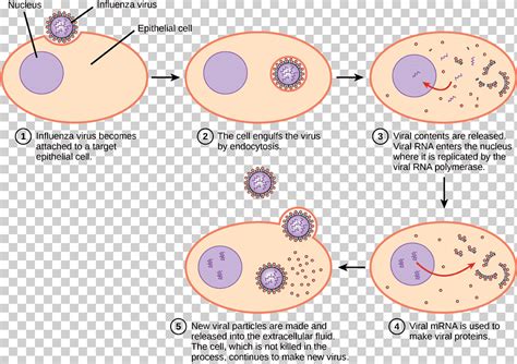 Descarga Gratis Virus De Replicación Viral Ciclo Lítico Infección Del Ciclo De Vida Viral