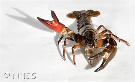 Invasive Species Series: Signal Crayfish | The Landmark Practice