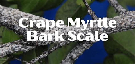 Crape Myrtle Bark Scale - TreesCharlotte