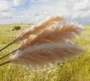 Wholesale Decorative Real Natural Fluffy Reeds Beige Color Dried