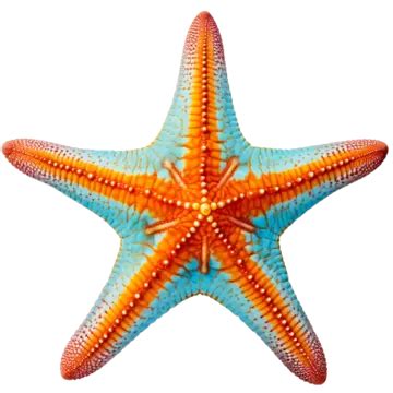 Estrella De Mar Png Dibujos Estrella De Mar Png Dibujos Mar Estrella