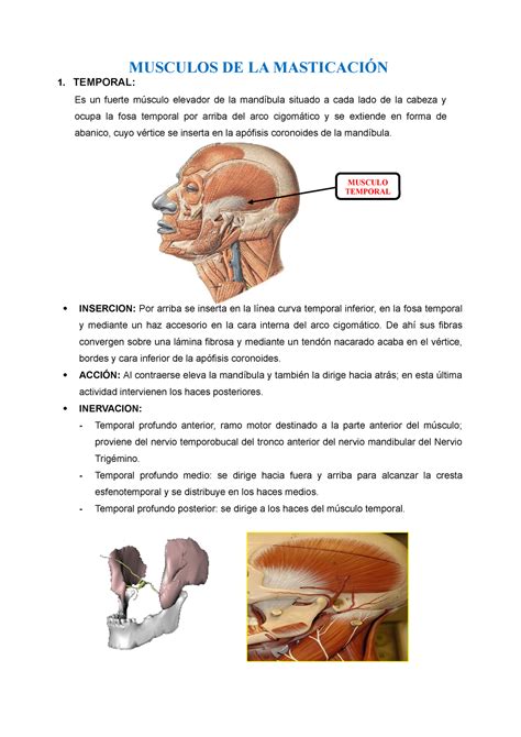 M Sculos De La Masticaci N Musculos De La Masticaci N Temporal Es