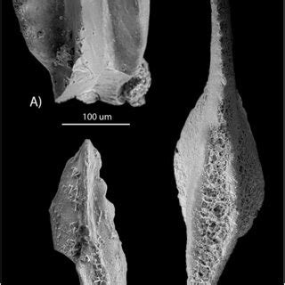 Scanning Electron Microscope Photomicrographs Of Diagnostic Conodonts