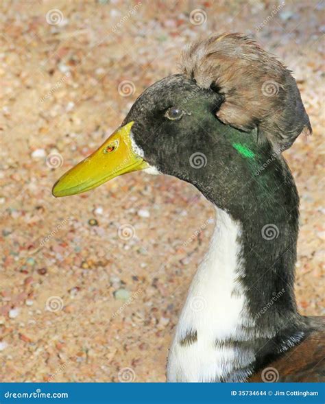 Duck Head Plumage Stock Photo Image Of Bird Unique 35734644