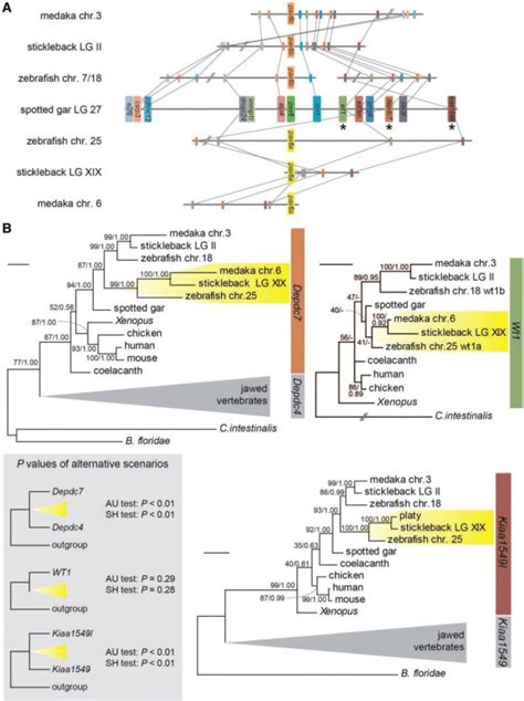 Evolutionary Origins Of Pax6 Neighboring Genes In Teleost Genomes A