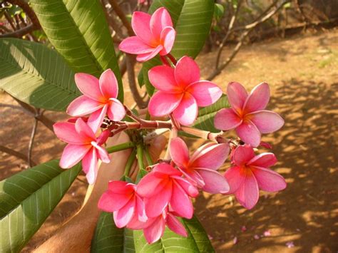 Discover the Beauty of Nicaragua's National Flower