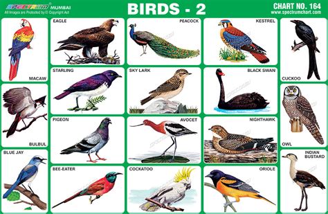 Bird Identification Chart By Color