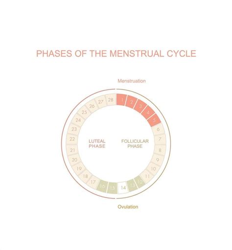 Menstrual cycle chart. The four main phases. Female average cycle days ...