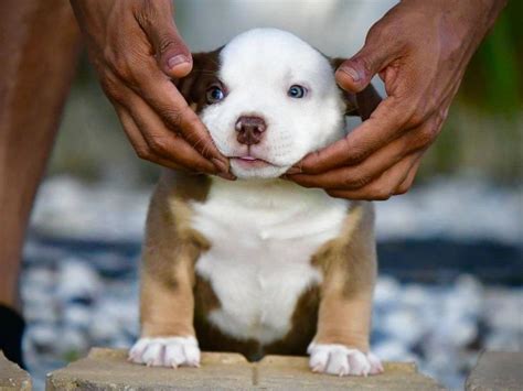 POCKET AMERICAN BULLY PUPPIES FOR SALE, AVAILABLE STUDS & UPCOMING LITTERS