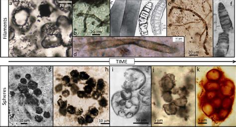 Microfossils from Precambrian units. Shown are representative ...