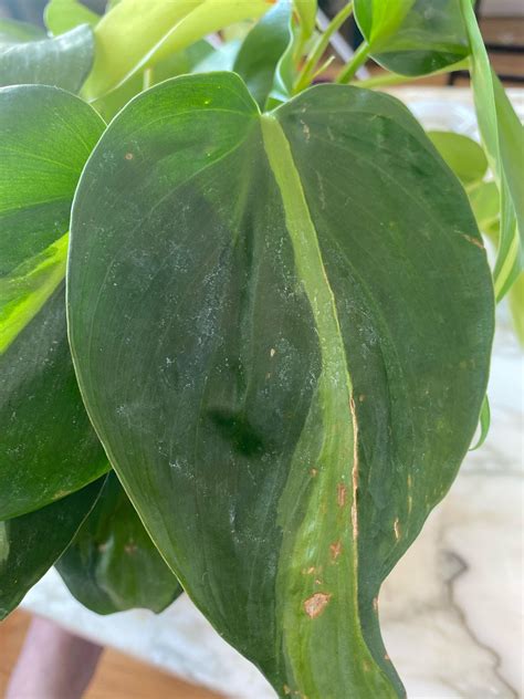 Powdery mildew? Purchased it w white chalkiness on leaves (knowing I