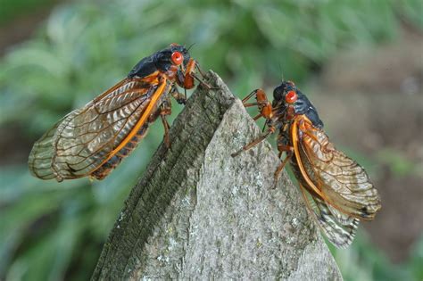 Rare Co Emergence Of Massive Cicada Hordes Expected This Spring