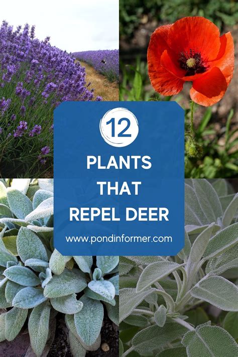 List Of Plants That Repel Deer Deer Resistant Plants Artofit