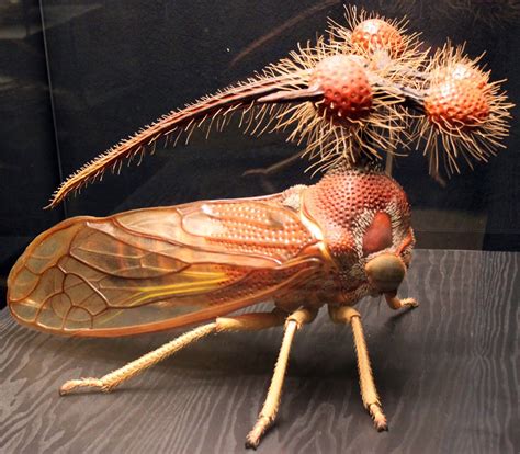 Muy Interesante Spain Globulareel Insecto MÁs Raro Del Mundo Weird