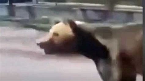 Il Video Dell Orso Che Corre In Strada E Aggredisce I Passanti