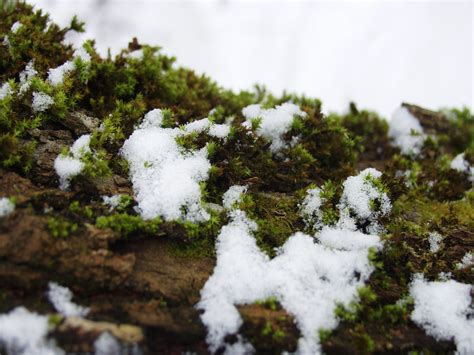 Free Images Tree Nature Branch Snow Cold Winter White Flower