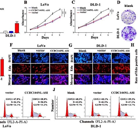 Overexpression Of Ccdc144nl As1 Promoted Crc Cell Proliferation And