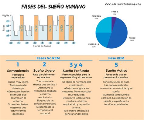 Fases O Etapas Del Sue O Rem Y No Rem Ciclos Riset Hot Sex Picture