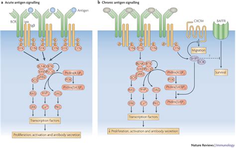 B Cell Activation Pathway