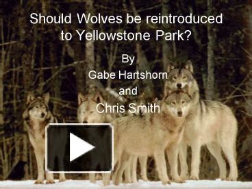 PPT – Should Wolves be reintroduced to Yellowstone Park PowerPoint ...