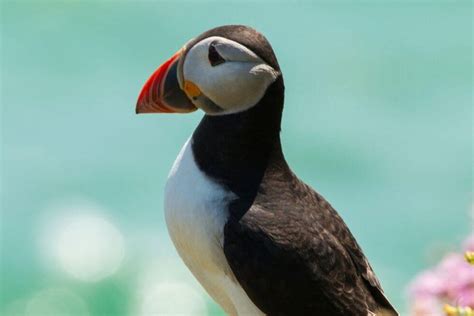 Puffins Ireland Complete Guide: When and Where to See Them