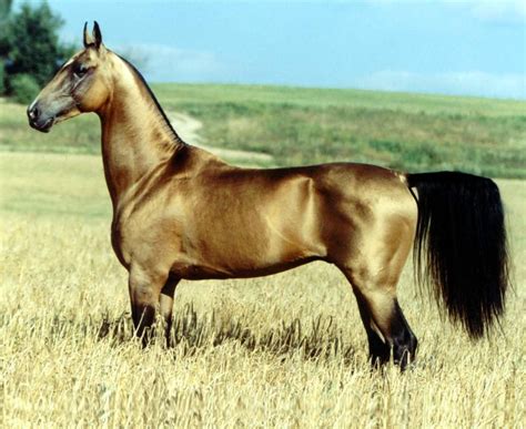 Quel Est Le Plus Beau Cheval Du Monde