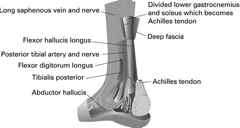 Soft Tissue Injury Commissioned Series Lower Leg Ankle And Foot