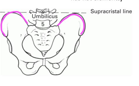 bony prominences    limb flashcards quizlet