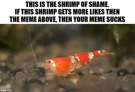 The Shrimp Of Shame Blank Template Imgflip