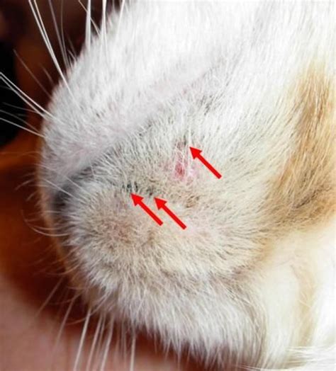 Feline Acne: Causes, Signs & Treatment | ThatViralFeed