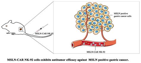 Development Of Mesothelin Specific Car Nk 92 Cells For The Treatment Of