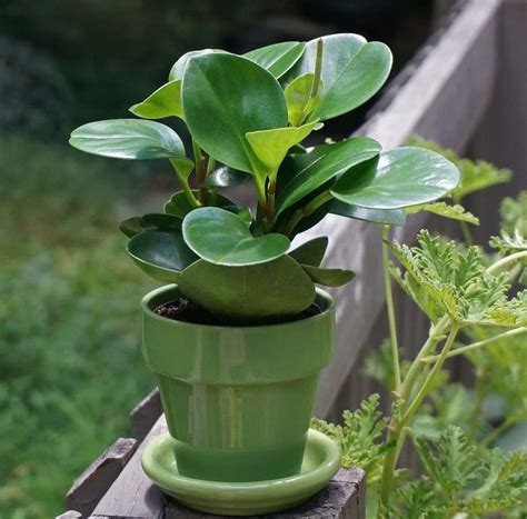 Growing Peperomia Plants A Beginners Guide Gardening Tips